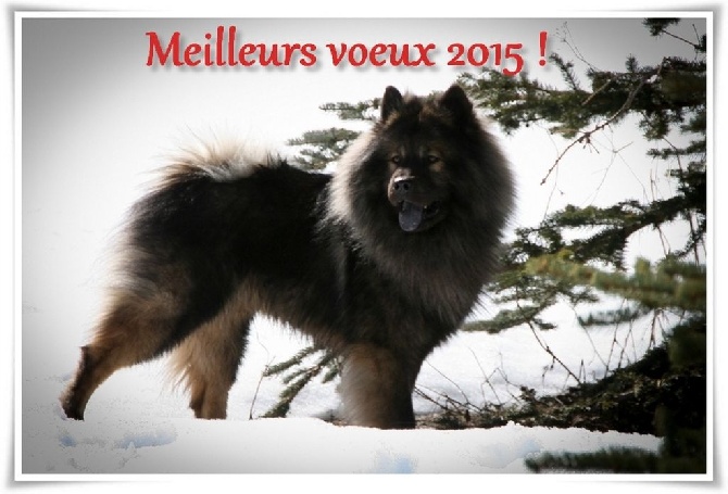 Daodejing - Meilleurs voeux 2015 !