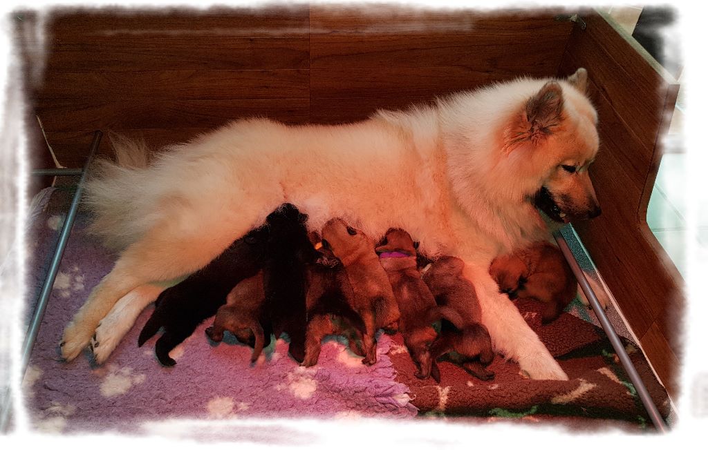 Chiot Eurasier Daodejing