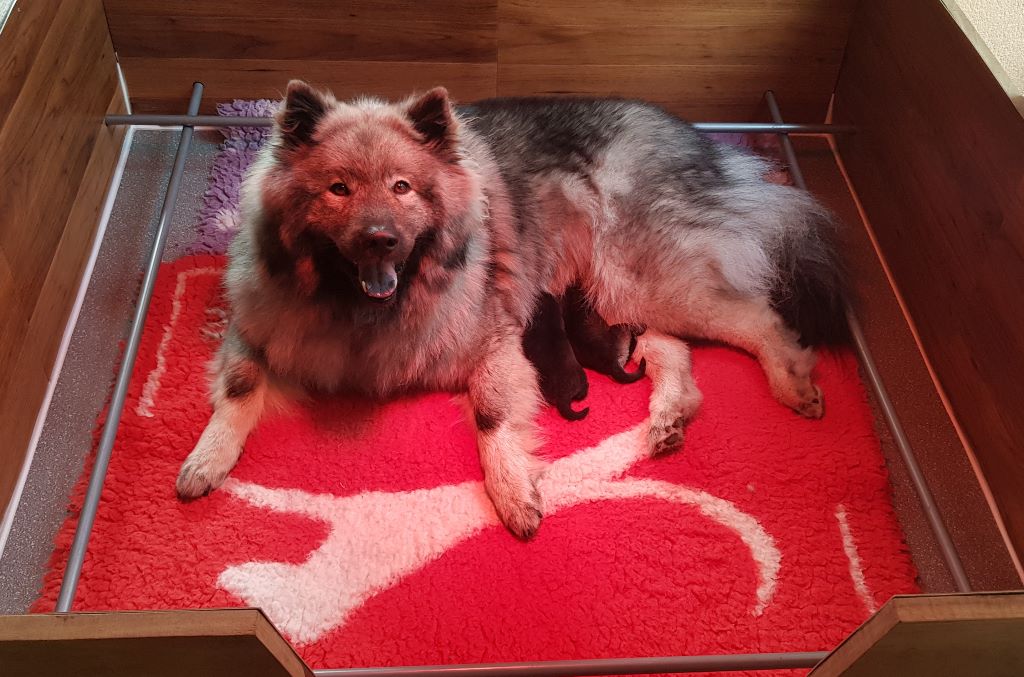 Daodejing - Eurasier - Portée née le 08/07/2019